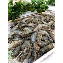 Udang Pancet Fresh Segar 1 Kilogram